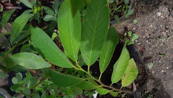 Identificação da planta Fruta-do-conde por foto