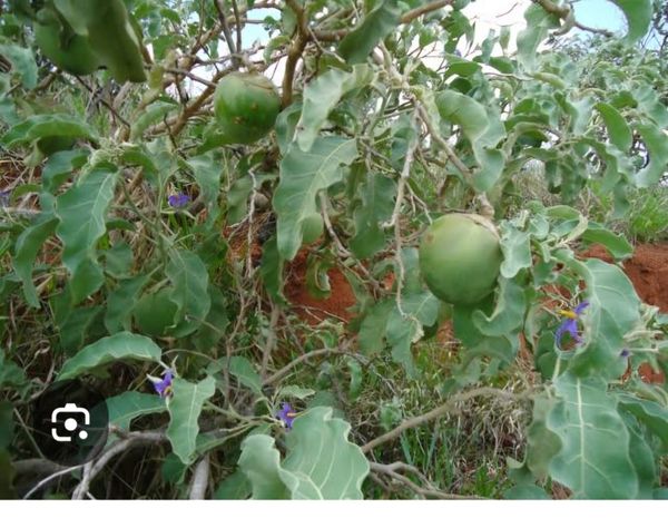 Identificação da planta Falsa-jurubeba por foto