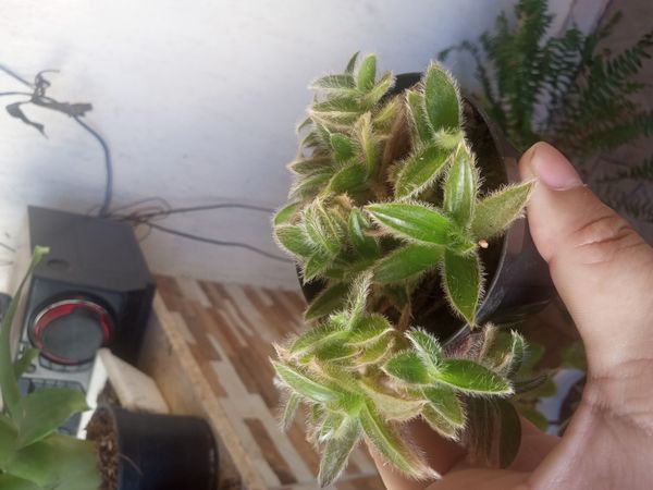 Identificação da planta Orelha de gato por foto