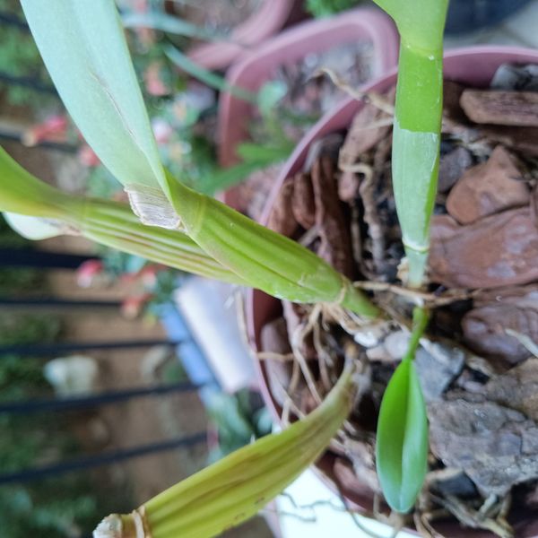 Identificação da planta Orquídea por foto