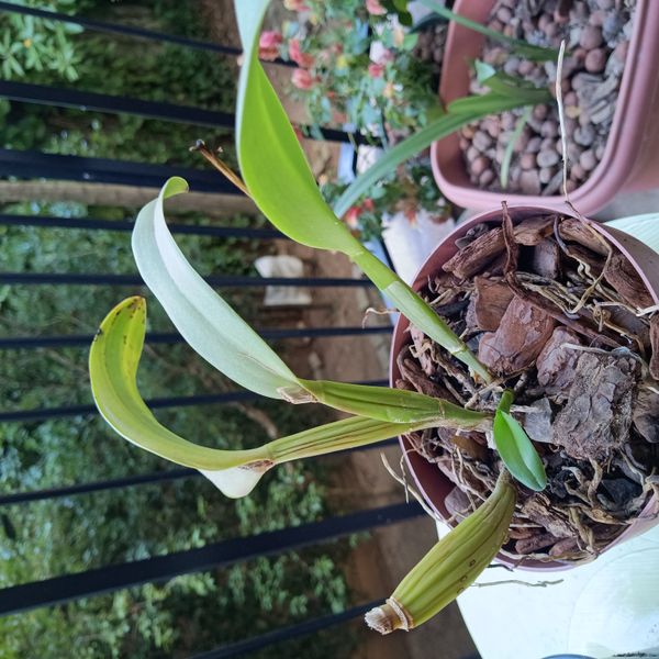 Identificação da planta Orquídea Chuva de Ouro por foto