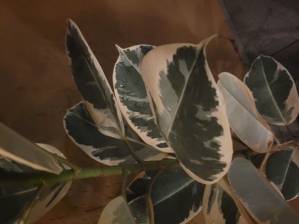 Identificação da planta Figueira-indiana por foto