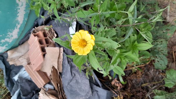 Identificação da planta Zinnia por foto