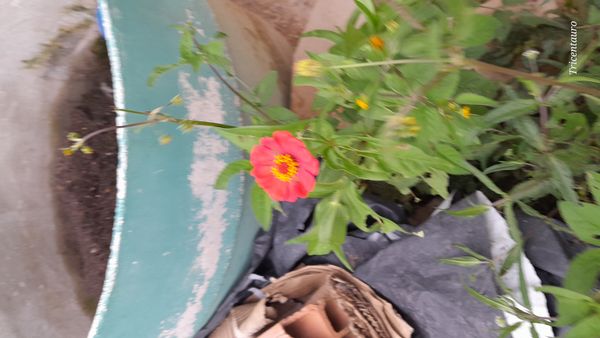Identificação da planta Zinnia por foto