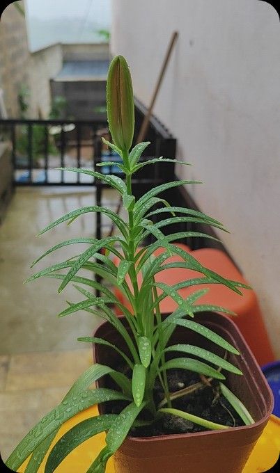 Identificação da planta Lírio por foto