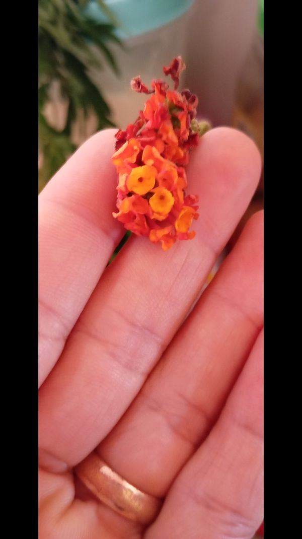 Identificação da planta Cambará por foto