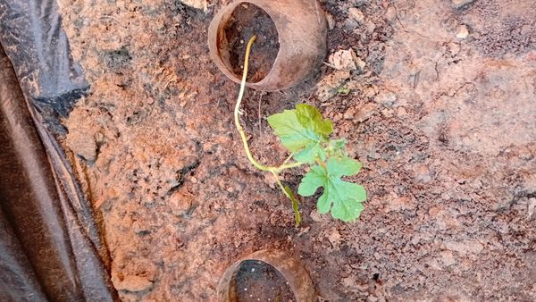 Identificação da planta Maxixe por foto