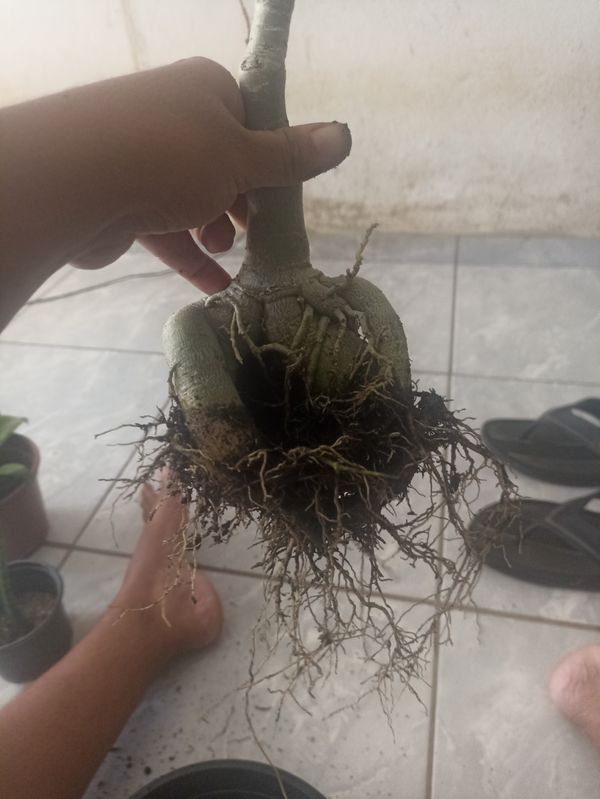 Identificação da planta Rosa do deserto por foto