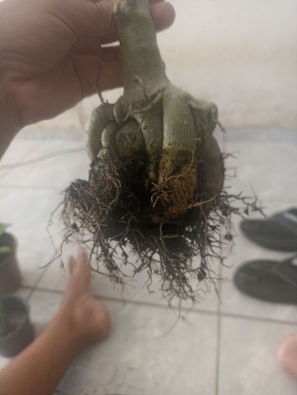Identificação da planta Rosa do deserto por foto