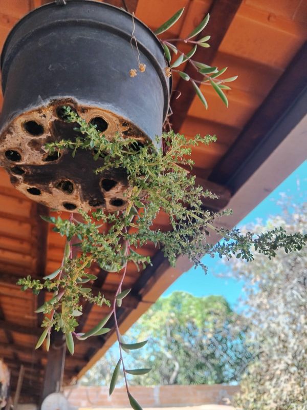 Identificação da planta Cabelo-de-anjo por foto