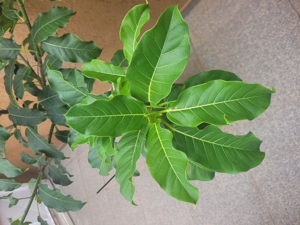 Identificação da planta Figueira por foto