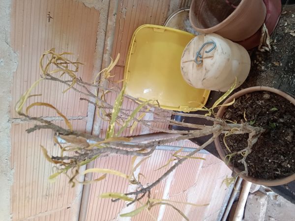 Identificação da planta Cróton por foto