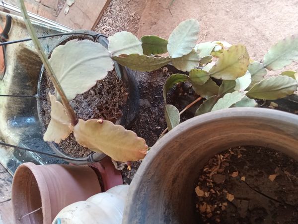 Identificação da planta Cacto-macarrão por foto