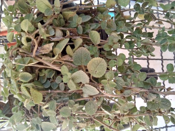 Identificação da planta Dinheiro em penca por foto