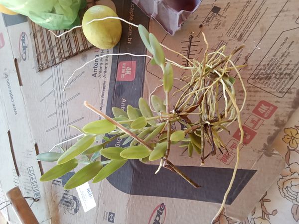 Identificação da planta Orquídea-radicans por foto