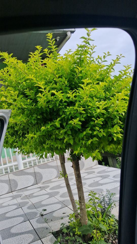 Identificação da planta Pingo-de-ouro por foto