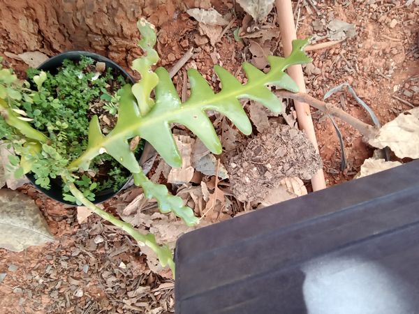 Identificação da planta Sianinha por foto