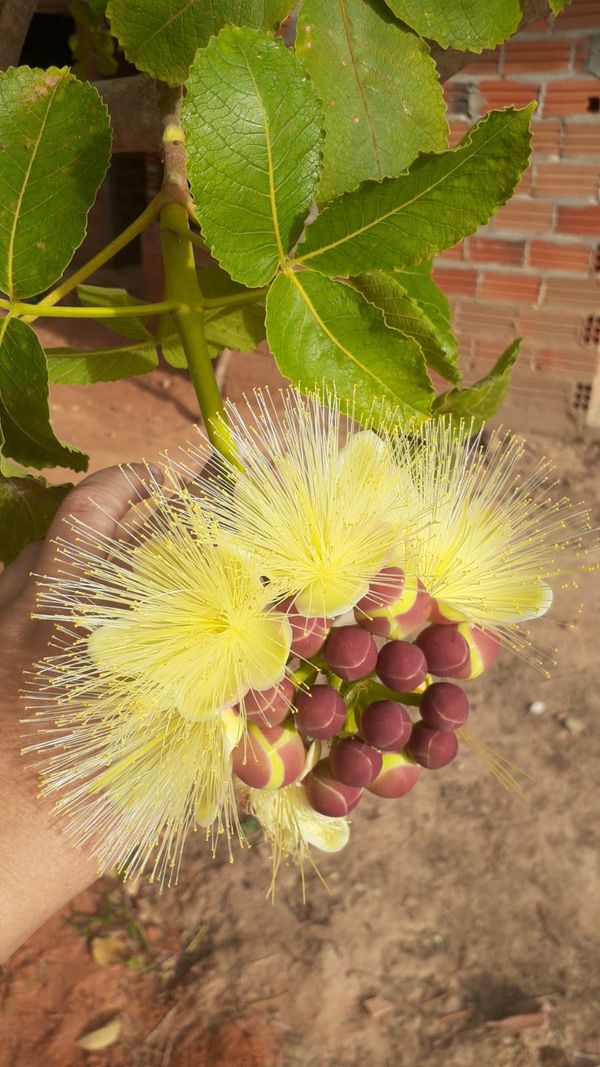 Identificação da planta Pequi por foto
