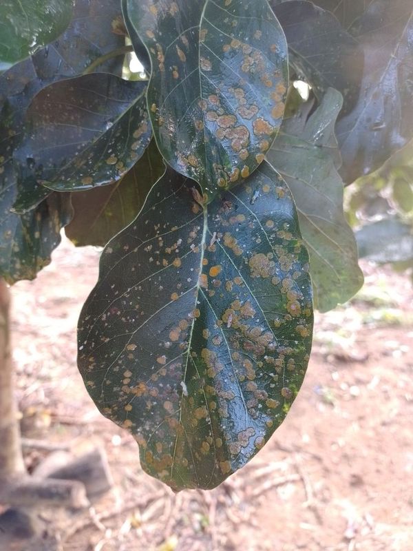 Identificação da planta Abacate por foto
