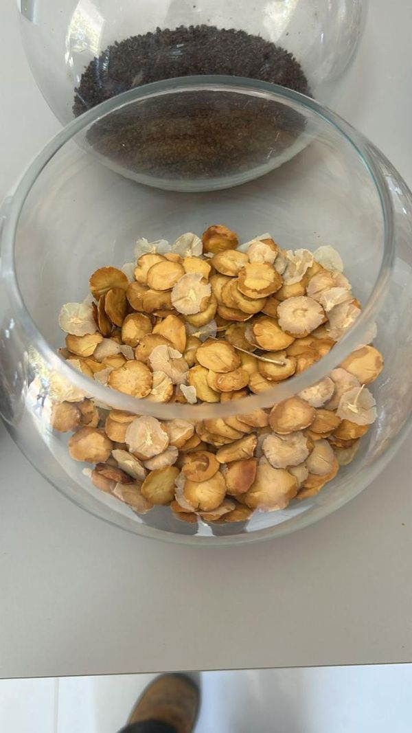 Identificação da planta Quinoa por foto