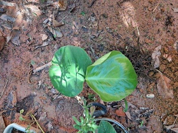 Identificação da planta filodendro por foto