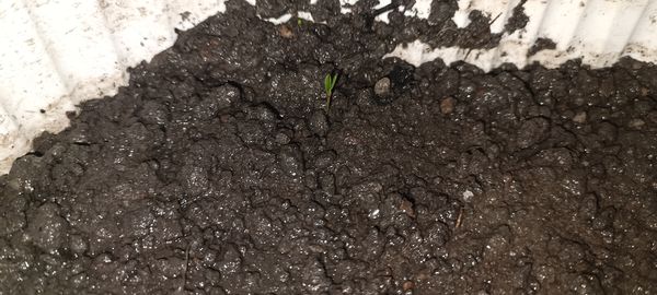 Identificação da planta Nardo por foto