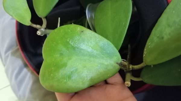 Identificação da planta Planta-coração por foto