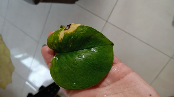 Identificação da planta Jiboia por foto