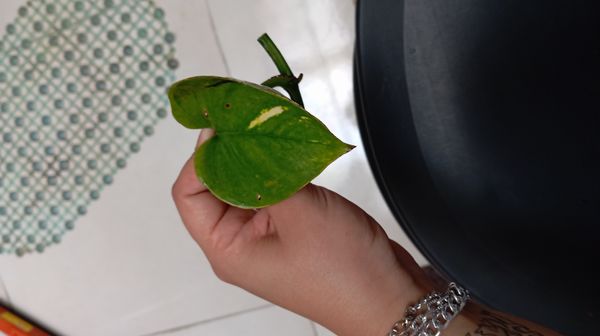 Identificação da planta Jiboia por foto
