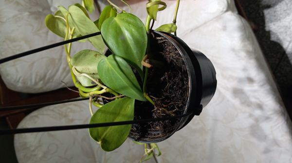 Identificação da planta Jiboia por foto