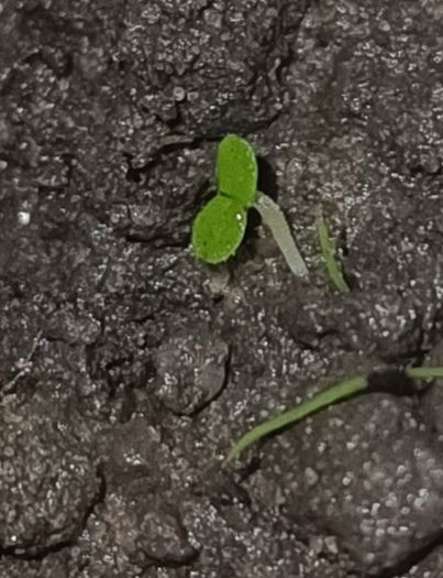 Identificação da planta Queiró por foto