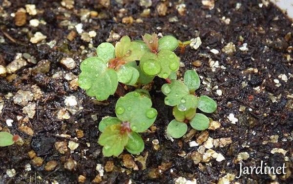 Identificação da planta Nabo-bravo por foto