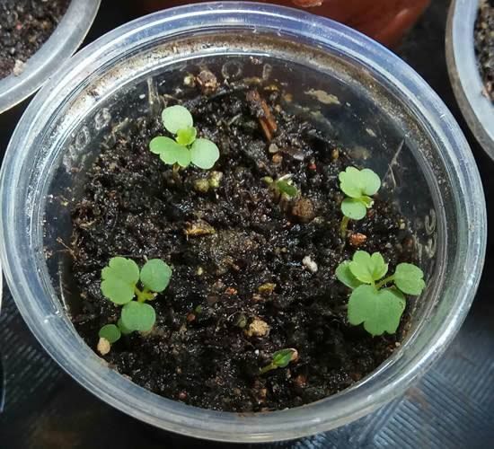 Identificação da planta Malva-real por foto