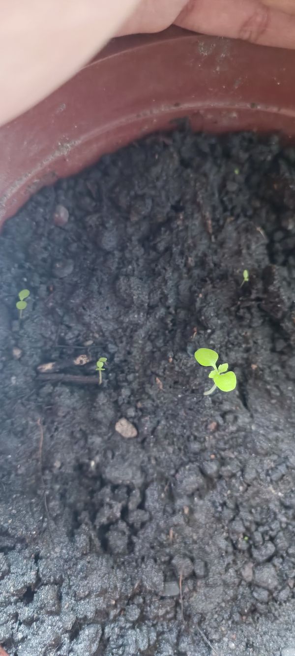 Identificação da planta Maconha por foto