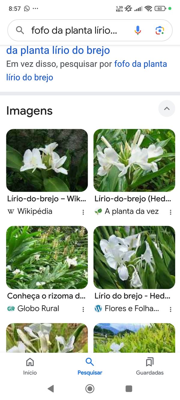 Identificação da planta Rododendro por foto