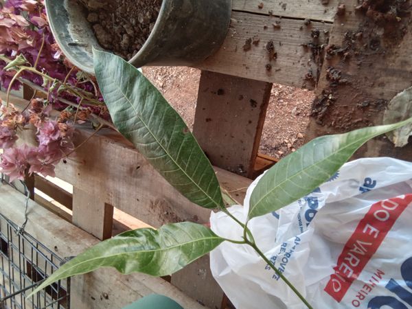 Identificação da planta Manga por foto