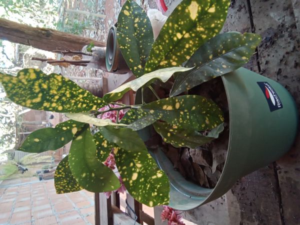 Identificação da planta Cróton por foto