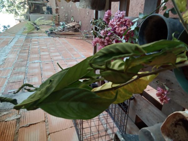 Identificação da planta Ora-pro-nóbis por foto
