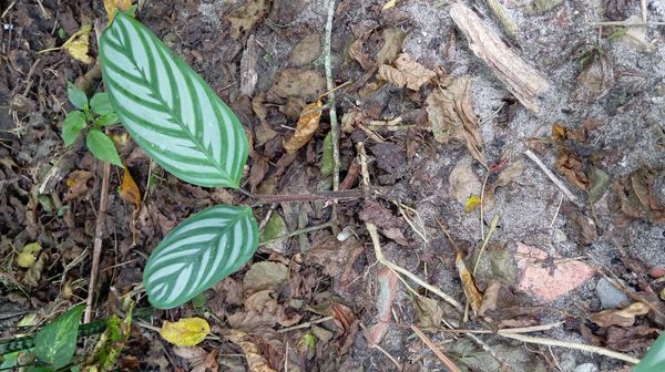 Identificação da planta Maranta por foto