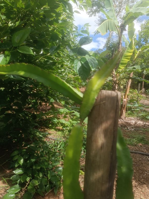 Identificação da planta Pitaia por foto