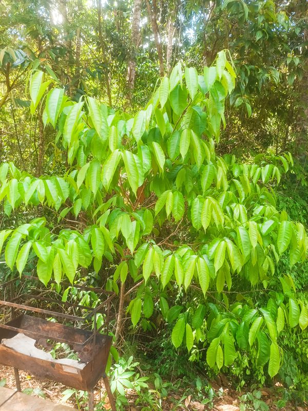 Identificação da planta Cansanção-de-boi por foto