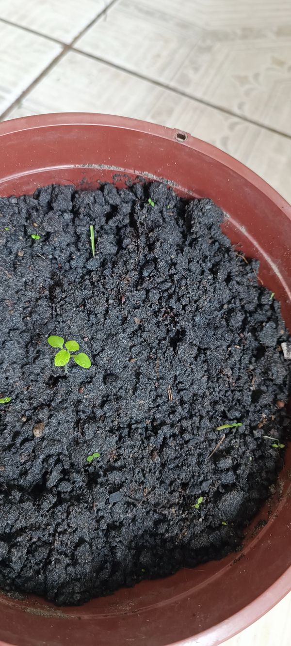 Identificação da planta Manjericão por foto