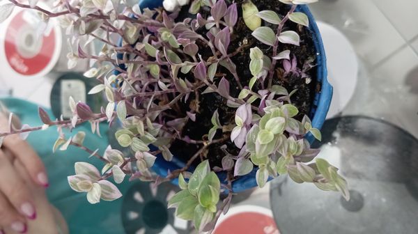 Identificação da planta Tradescantia-nanica por foto