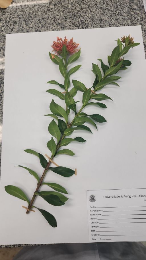 Identificação da planta Ixoria por foto