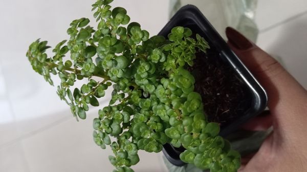 Identificação da planta Cabelo-de-anjo por foto