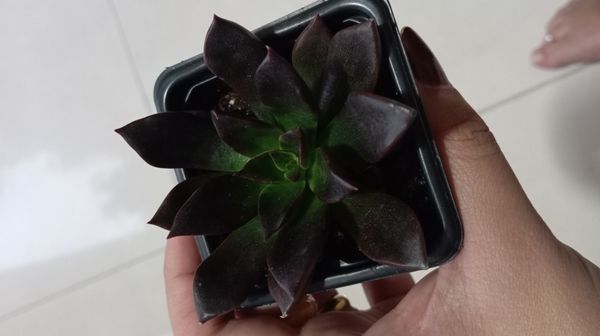 Identificação da planta Echeveria-preta por foto