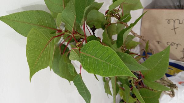 Identificação da planta Bico-de-papagaio por foto