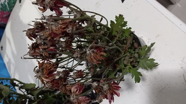 Identificação da planta Piretro por foto