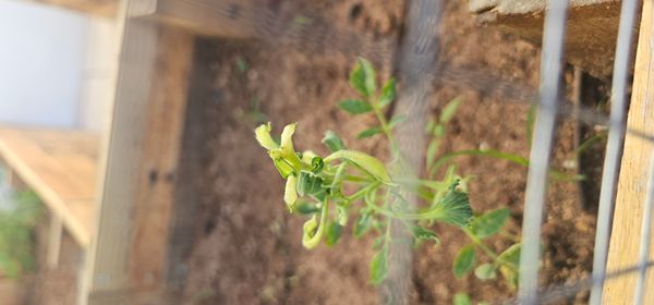 Identificação da planta Tomate por foto