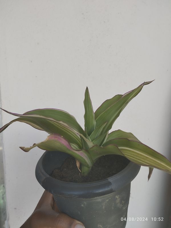 Identificação da planta Planta de cesta por foto